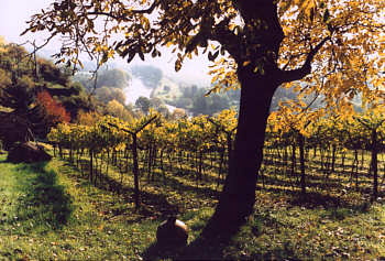 Weinanlage Haus Sonneck im Großjenaer Blütengrund